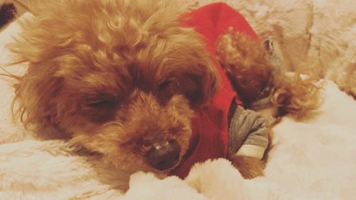 石川龍のインスタグラム：「頑張って我慢している、眠りそうなのを。 #まめきち #トイプードル #toypoodle #トイプードルの女の子 #kirkland」