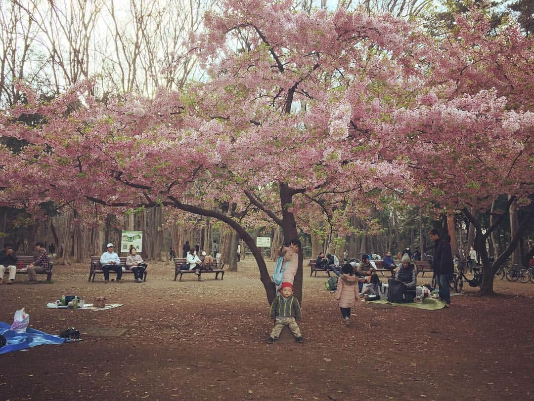 西浦聡生さんのインスタグラム写真 - (西浦聡生Instagram)「花見🌸  #西浦ウィッキー聡生 #wickyfamily」3月17日 23時18分 - wicky_nishiura