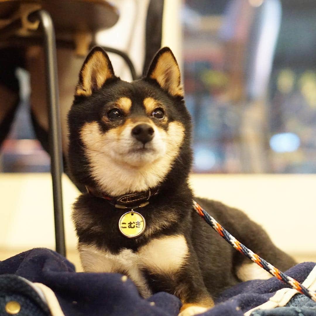 黒豆柴こむぎのグルメインスタ