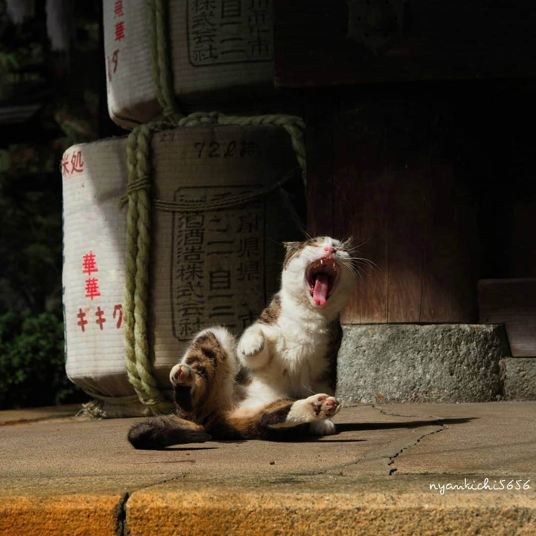 路地裏のにゃん吉さんのインスタグラム写真 - (路地裏のにゃん吉Instagram)「酔うにゃ 皆明日から仕事頑張れにゃ～  削除してもたので再投稿 いいねコメントくれた皆さんごめんなさい😭  #生き抜け野良猫  #แมว #igersjp#ねこ#猫#ig_japan#ねこ部#ふわもこ部#野良猫#にゃんすたぐらむ#みんねこ #cats#ファインダー越しの私の世界 #catsofinstagram#catstocker#instagramjapan##catloversclub#ペコねこ部#ピクネコ #東京カメラ部#icu_japan#team_jp_西 #고양이#nekoclub #catstagram#japan_photo_now #bestcatclub #loves_nippon#balousfriends#getolympus」3月17日 23時27分 - nyankichi5656