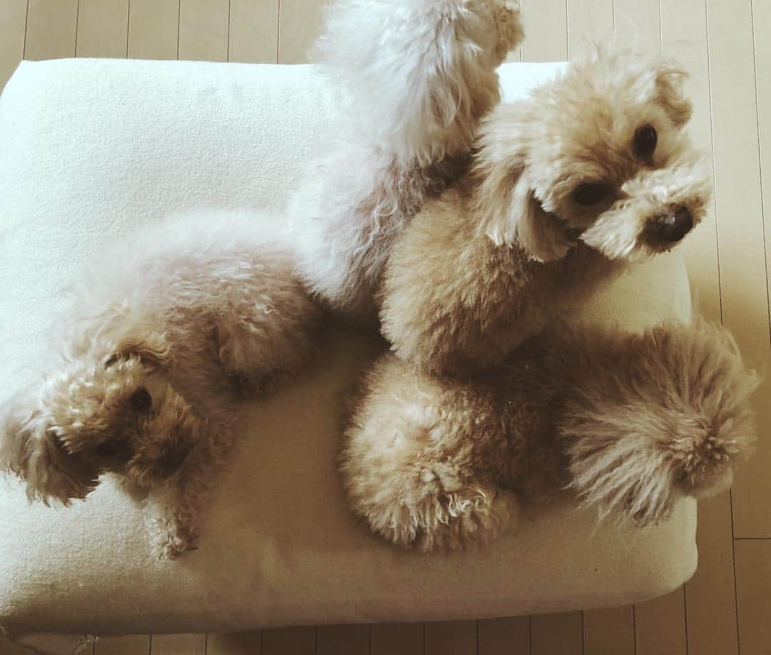 尾形沙耶香さんのインスタグラム写真 - (尾形沙耶香Instagram)「#fluffydogs  #ムー一族 🐩🐩🐩🐩」3月17日 23時23分 - sayakaogata