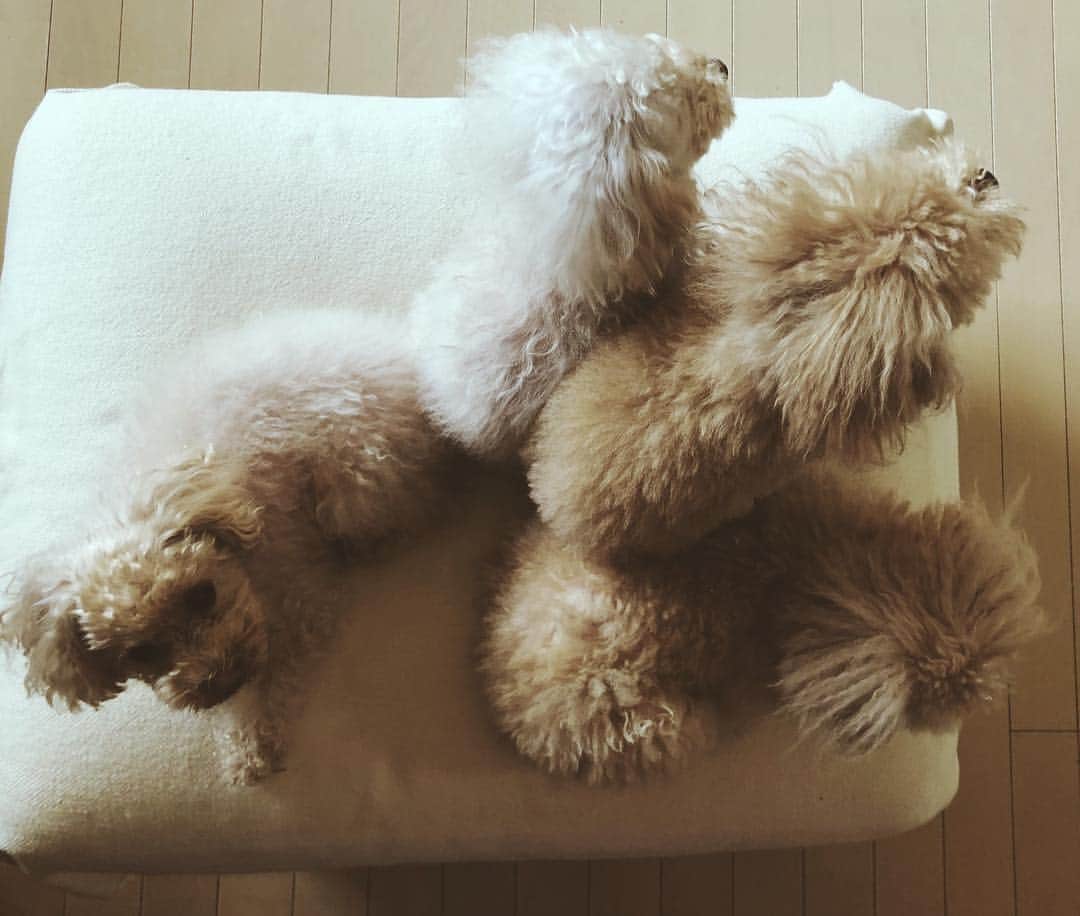 尾形沙耶香さんのインスタグラム写真 - (尾形沙耶香Instagram)「#fluffydogs  #ムー一族 🐩🐩🐩🐩」3月17日 23時23分 - sayakaogata
