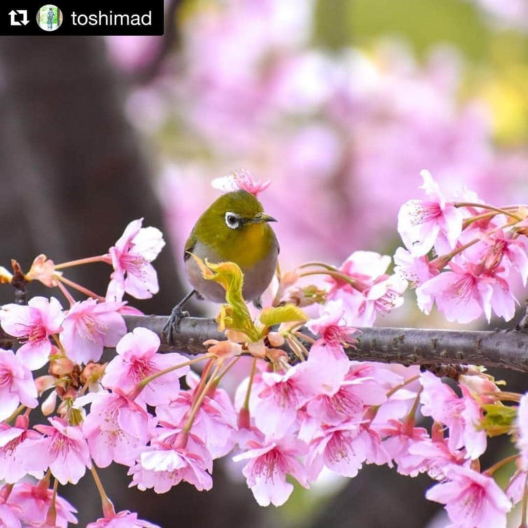 倉敷市さんのインスタグラム写真 - (倉敷市Instagram)「#クラシキブンカ に投稿された作品からいいなと思う作品をリポストさせてもらっています。  @toshimadさんの作品です。 よろしくお願いします。  #Repost @toshimad with @get_repost ・・・ 福田公園④ 3月初めに咲き始めた河津桜も葉桜に。 1枚目、頭の花飾り分かります？  #倉敷 #福田公園 #サクジロー #河津桜 #野鳥 #メジロ #葉桜 #d5500 #花飾り  2019/3/16撮影  今夜は春宵あかりに行ったけど、2週間前の河津桜と並べたくて昼の写真😄  #写真撮ってる人と繋がりたい #写真好きな人と繋がりたい #ファインダー越しの私の世界 #setouchigram84 #tokyocameraclub #japan_of_insta #team_jp_ #bestjapanpics #deaf_b_j_ #Instagramjapan #はなまっぷ  #瀬戸内 #岡山へ行こう #クラシキブンカ #吉備路インスタ部 #映えの国 #きてきて倉敷 #くらしきで暮らす  #jalan_haru #野鳥のいる風景」3月17日 23時26分 - kurashiki_city