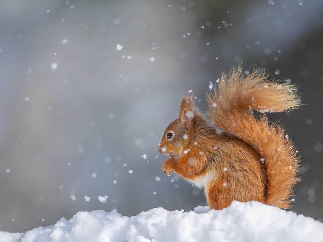 thephotosocietyさんのインスタグラム写真 - (thephotosocietyInstagram)「Photograph by @andyparkinsonphoto/@thephotosociety  Red squirrel in windblown snow – When I’m leading clients on either 1-2-1 tuition or on photographic tours around the world one of the many things that I waffle on about endlessly is the importance of shooting flexibly. Shooting not just for what is in front of you at any given moment but also anticipating what might happen, what could happen. Of course an in depth knowledge of one’s subject is vital but often times just thinking logically and thinking ahead can be of great assistance, not just obsessing about the current moment. Take this squirrel image for example, taken at my good friend and renowned squizza whisperer @neilmcintyre3151 site. I could have, as the squirrel at this moment is relative inactive and slow moving, taken my ISO right down and shot this image at anything between 1/30th and 1/100th of a second. It would still have been sharp but what then if something else might have happened. What if the squirrel suddenly ran off, or another squirrel turned up for a bit of nut thievery, or an arboreal assault course. I’d have been scuppered, or frantically trying to increase the ISO and as such my shutter speed to try and capture the action that I was already missing! No, much better to have already factored this in and to shoot at a shutter speed that can do both, that is prepared for all eventualities. For something as fast moving as a squizza at full speed then 1/800sec is a good base mark and with the high ISO capacity of modern cameras then with this light there’s really no reason not to be able to guarantee that. That way if the squirrel does leg it, or some windblown snow blows past as speed as has done here then you’ll be able to freeze the action, not end up with blurry and distracting blobs of snow or blurry and distracting streaks of squirrel.」3月17日 23時26分 - thephotosociety