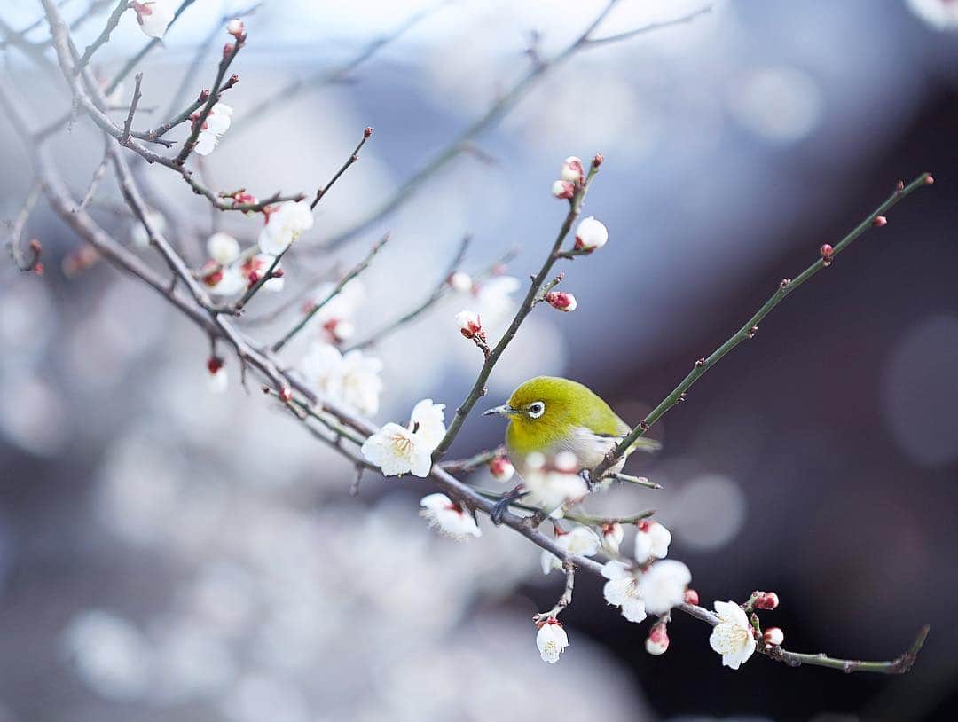 Najiiのインスタグラム：「Japanese white-eye」
