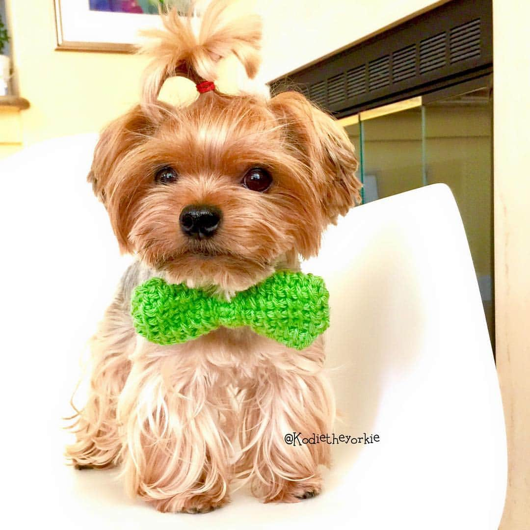 Kodie Bearさんのインスタグラム写真 - (Kodie BearInstagram)「🍀🍀Happy Saint Patrick’s Day!🍀🍀#tbt」3月17日 23時33分 - kodietheyorkie