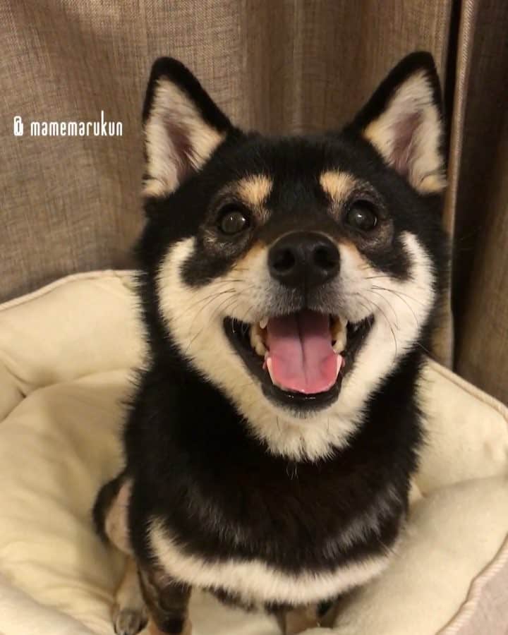 まめ丸のインスタグラム：「* * 日曜日の夜って、 ねたくないよねー🐶⭐️ #だからもうちょっとあそぼ🐶💓 * I'm not sleepy yet🐶💓 * #ねたら月曜日になっちゃうもんね💧 #あそびつかれてねたいぼく🐶 #ギリギリまであそびにさそう派 * #柴犬#豆柴#柴#黒柴#犬#ふわもこ部#犬バカ部#しばいぬ#shiba#shibainu#shibastagram#shibadog#puppy#instadog#dogstagram#dog#pet#petstagram#buzzfeedanimals#adorable#kawaii#강아지#pecotv#weeklyfluff#dailyfluff」