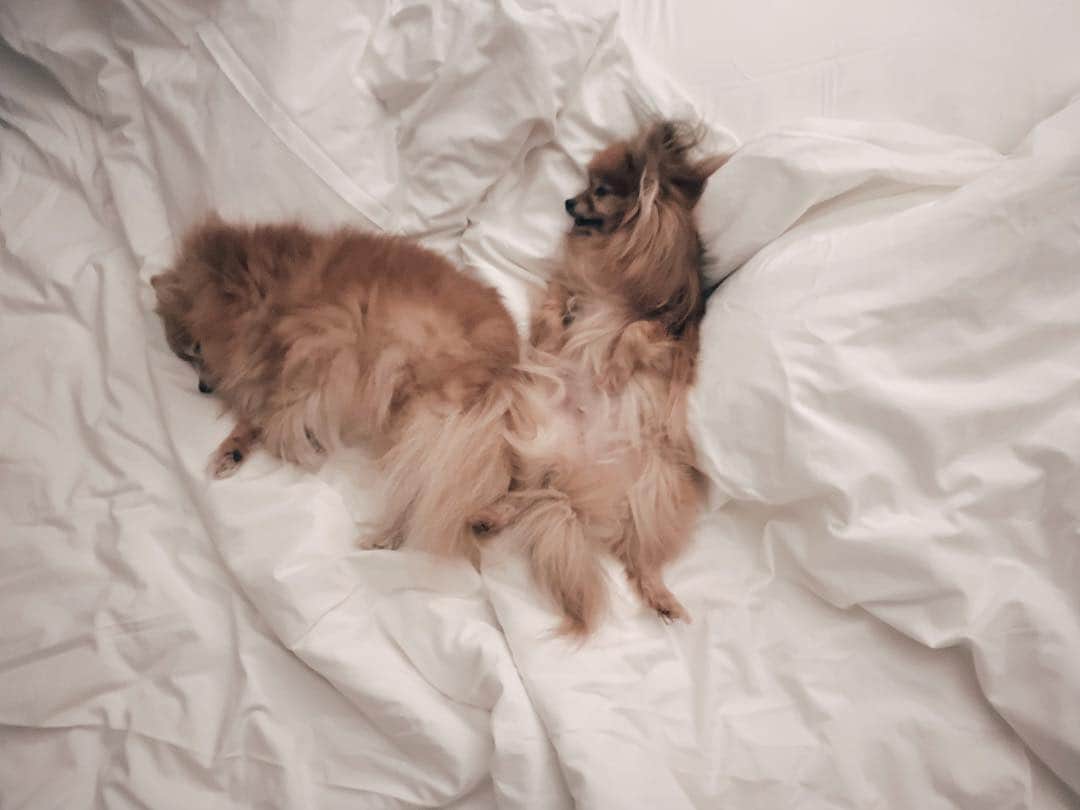 r_oseのインスタグラム：「Sleeping beauty 🐻🦁〰️」