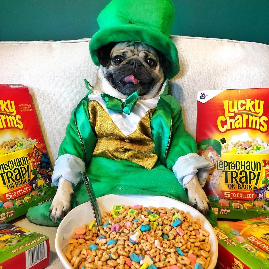 itsdougthepugさんのインスタグラム写真 - (itsdougthepugInstagram)「I’m magically delicious! 🍀🌈」3月17日 23時59分 - itsdougthepug