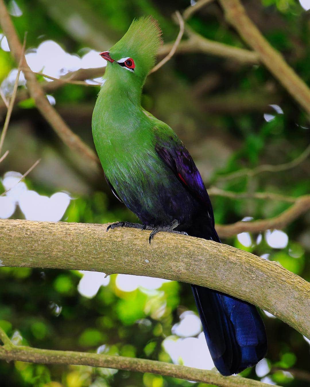 Discoveryさんのインスタグラム写真 - (DiscoveryInstagram)「The Knysna Turaco wears green every day of the year, not just on #StPatricksDay. ☘️ . . . . #potd #SouthAfrica #luckycharm #Irish #bird #IGbird #birdphotography #green」3月18日 0時03分 - discovery
