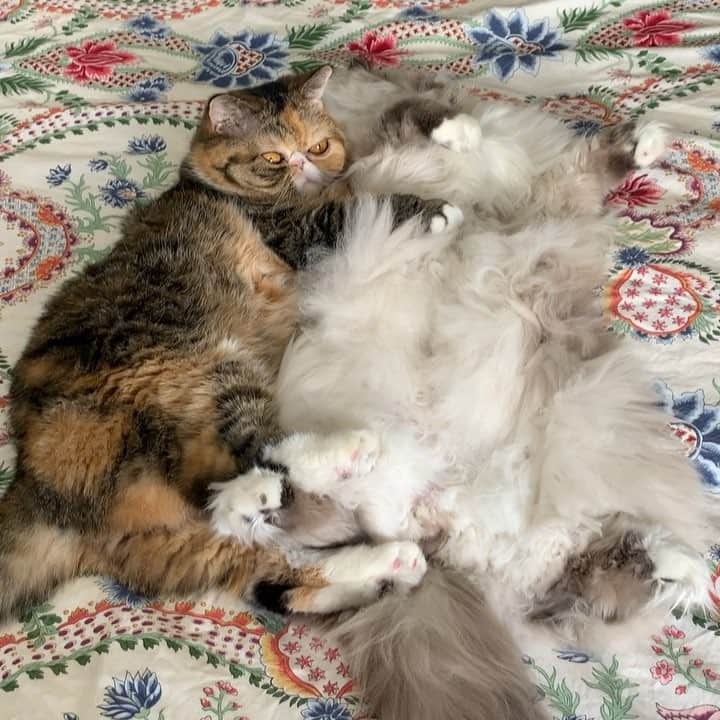 Tinaのインスタグラム：「Sunday spoons 🥰 #LazySunday」