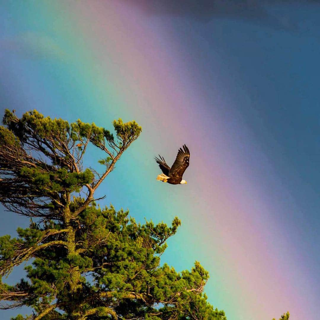 アメリカ内務省さんのインスタグラム写真 - (アメリカ内務省Instagram)「It takes a bit o’ luck 🍀 to capture a scene this epic. This bald eagle crossed in front of a vibrant rainbow, right after a storm on Lake Vermilion. As the fifth largest lake in #Minnesota, it’s also known as one of the most beautiful. The lake has hundreds of small #publicland islands that vary in size, offering a variety of #camping options and world-class #fishing. Looking for a photo opportunity like this treasure? Keep adventuring on #publiclands. Tag #usinterior for a chance to get featured. Photo by Bob Wick, Bureau of Land Management (@mypubliclands). #stpatricksday #travel #photography」3月18日 0時09分 - usinterior