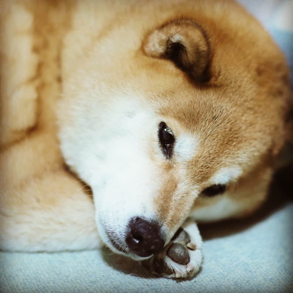 まる（まるたろう）さんのインスタグラム写真 - (まる（まるたろう）Instagram)「Good night!!✨🐶💤✨もう日曜日おわっちゃったね〜 #また明日から頑張っちゃおうね #だから今日はもう寝よう #笑いながら寝ちゃおう」3月18日 0時15分 - marutaro