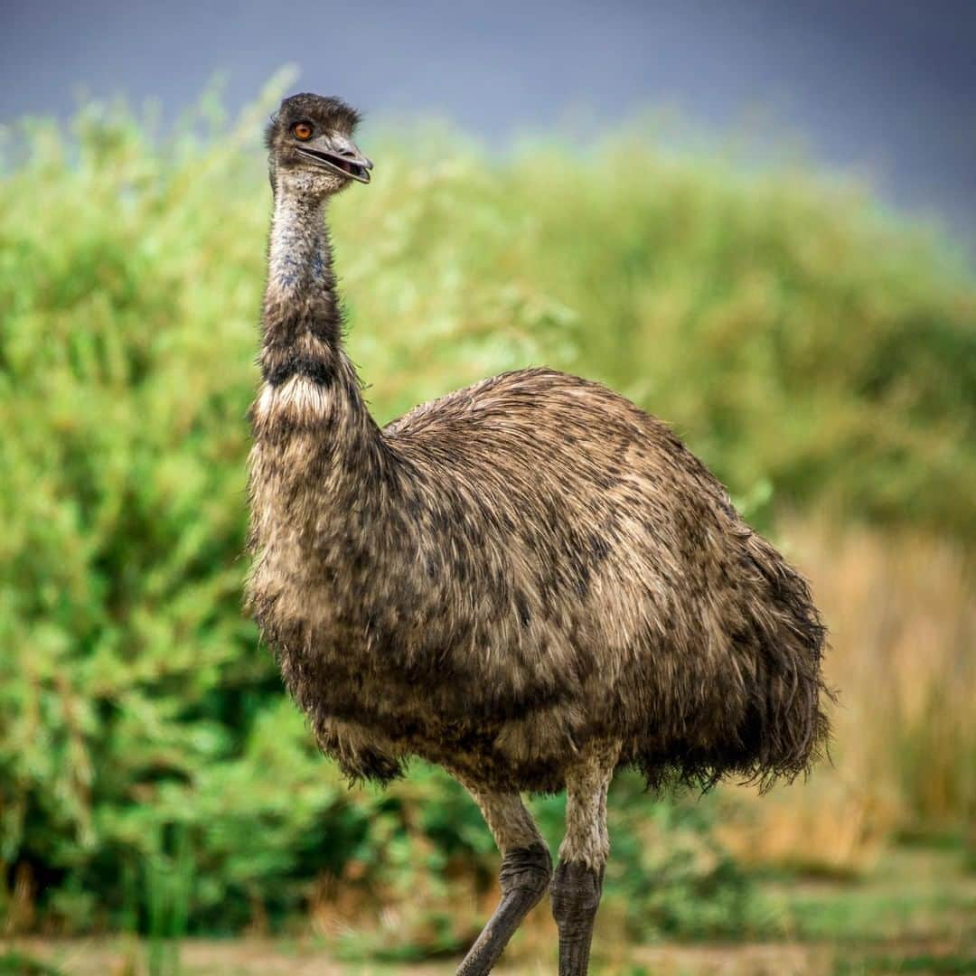 アニマルプラネットさんのインスタグラム写真 - (アニマルプラネットInstagram)「The emu is the second tallest bird in the world! These long-necked birds can really go the distance. Using their long legs, they can run up to 30mph, but cannot fly. . . . . . . . #animalsofinstagram #animalplanet #animaloftheday #wild #wildlife #outdoors #animals #wildanimals #conservation #nature #animallovers #instanature #wildgeography #emu #bird #birdsofig #australia」3月18日 1時00分 - animalplanet