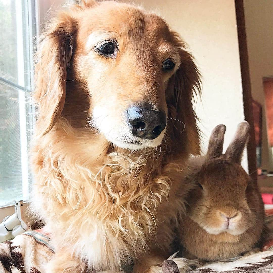 Chieko Shibutaさんのインスタグラム写真 - (Chieko ShibutaInstagram)「たろー🐶＆うじゃこ🐰地方☀️ たろー！ お天気なのに お留守番🏠⤵︎ つまんない⤵︎ お顔に 出てます^_^ わかりやすいですね〜🐰😅✨ 💕✨🐶🍀🐰✨💕 #dachshund #dachshunds #dachshundlove #dog #dogs #doglove #instadog #instagram #instagood #pet #pets #petsagram #cute #cutepe #cutepet #cutedog #cuteanimals #likes #09076999576 happy #smile #rabbit #ラビット #ミニュチュア #ミニュチュアダックス  #ミニュチュアダックスフント #うさぎ部 #うさぎ #ダックス #ダックスフンドロングヘアー#ねざーらんどどわーふ」3月18日 1時02分 - chieko.81