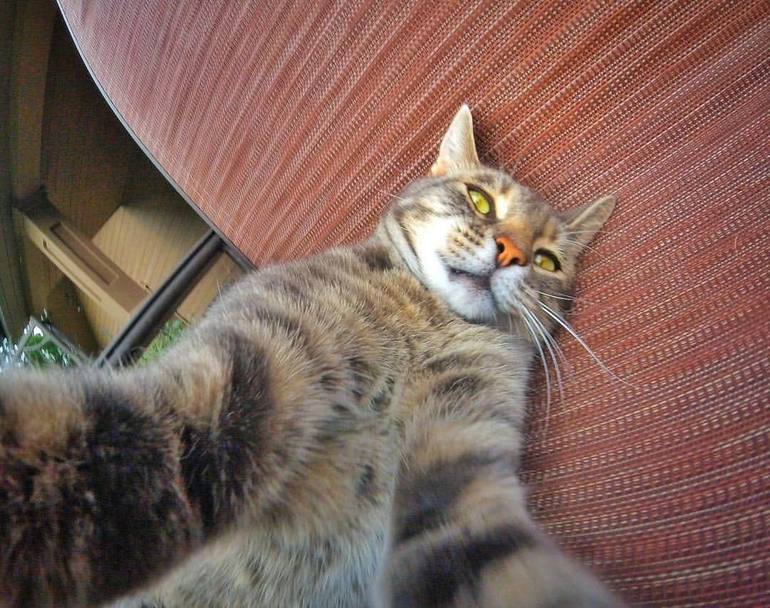 マニーのインスタグラム：「Sunday Vibes 😺 #GoPro」