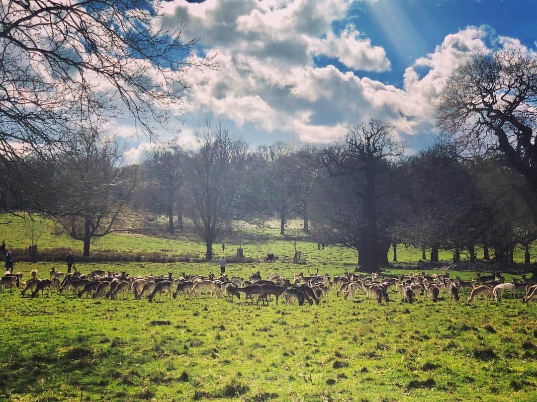 布袋寅泰さんのインスタグラム写真 - (布袋寅泰Instagram)「数週間ぶりのオフ日はリッチモンドパークへドライブ。鹿たちが本当に可愛い🦌 #布袋寅泰 #london #richmondpark」3月18日 1時50分 - hotei_official
