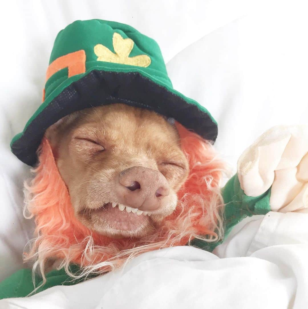 Tuna {breed:chiweenie} さんのインスタグラム写真 - (Tuna {breed:chiweenie} Instagram)「I kissed him so many times that he fell asleep. #kissmeimirish #happystpaddysday」3月18日 2時18分 - tunameltsmyheart