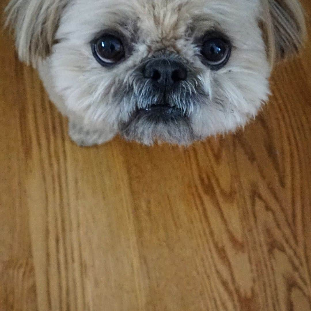 Dougie the Shih Tzuさんのインスタグラム写真 - (Dougie the Shih TzuInstagram)「Will give puppy eyes for french fries.」3月18日 3時05分 - dailydougie