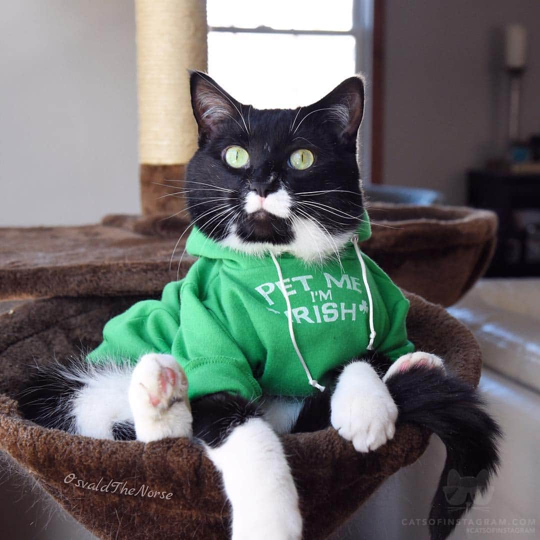 Cats of Instagramさんのインスタグラム写真 - (Cats of InstagramInstagram)「From @OsvaldTheNorse: “I’m Irish?  #OsvaldTheNORSE” #catsofinstagram」3月18日 3時28分 - cats_of_instagram