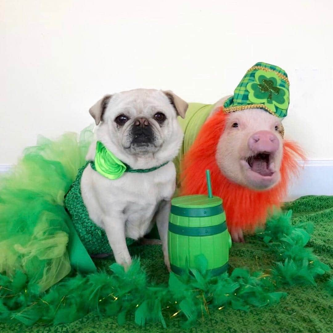 Priscilla and Poppletonさんのインスタグラム写真 - (Priscilla and PoppletonInstagram)「“KISS ME! I’M IRISH!”🐷💋Looks like Pigtail is playing a little hard to get! Happy St. Patrick’s Day everyone!🐷🍀🐶#stpatricksday #kissmeimirish #PigtailandPenn #PrissyandPop」3月18日 3時40分 - prissy_pig