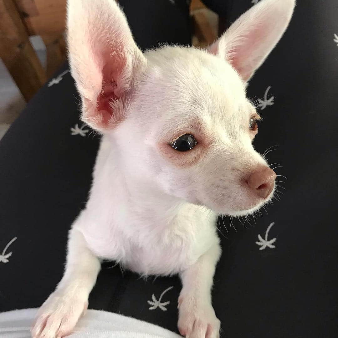 マーガレット・チョーさんのインスタグラム写真 - (マーガレット・チョーInstagram)「#sunday #rescuedog #chihuahua #dogsofinstagram Lucia is so beautiful」3月18日 3時58分 - margaret_cho