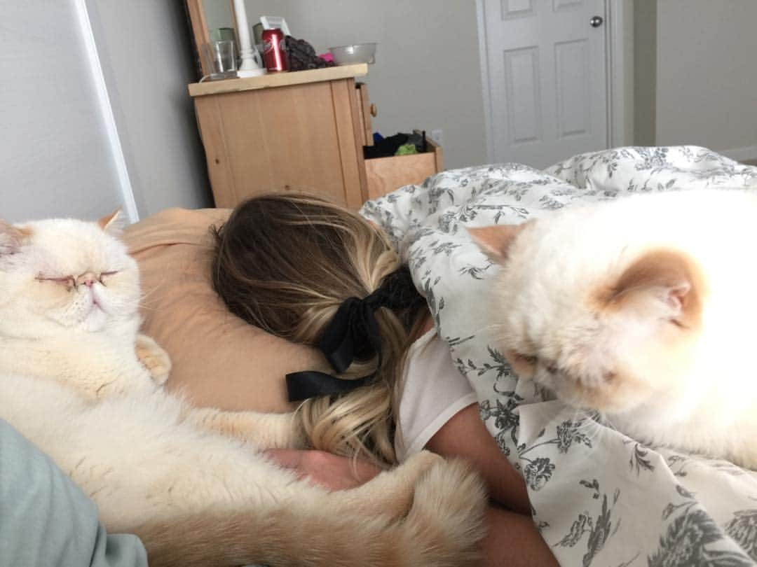 Kirby, Landru & Thomasのインスタグラム：「Lazy Sunday throwback to darker hair and litter mates. ❤️ @ludwigvoncat #landrutreats #thomaspuddle IMO the best kind of Sunday is one spent in a bed filled with cats. Just ask @12catslady」