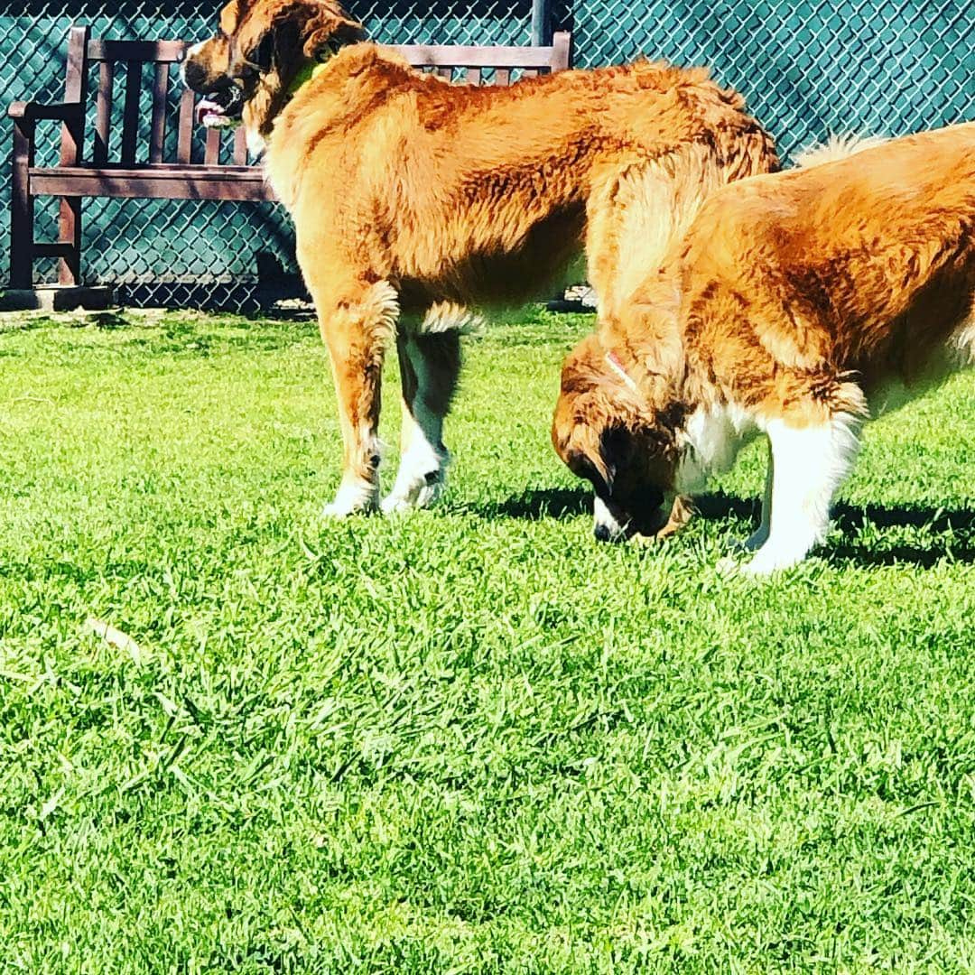 クリス・クニエリムさんのインスタグラム写真 - (クリス・クニエリムInstagram)「Dogs had a great time at the dog park! #stbernese」3月18日 4時31分 - chris_knierim