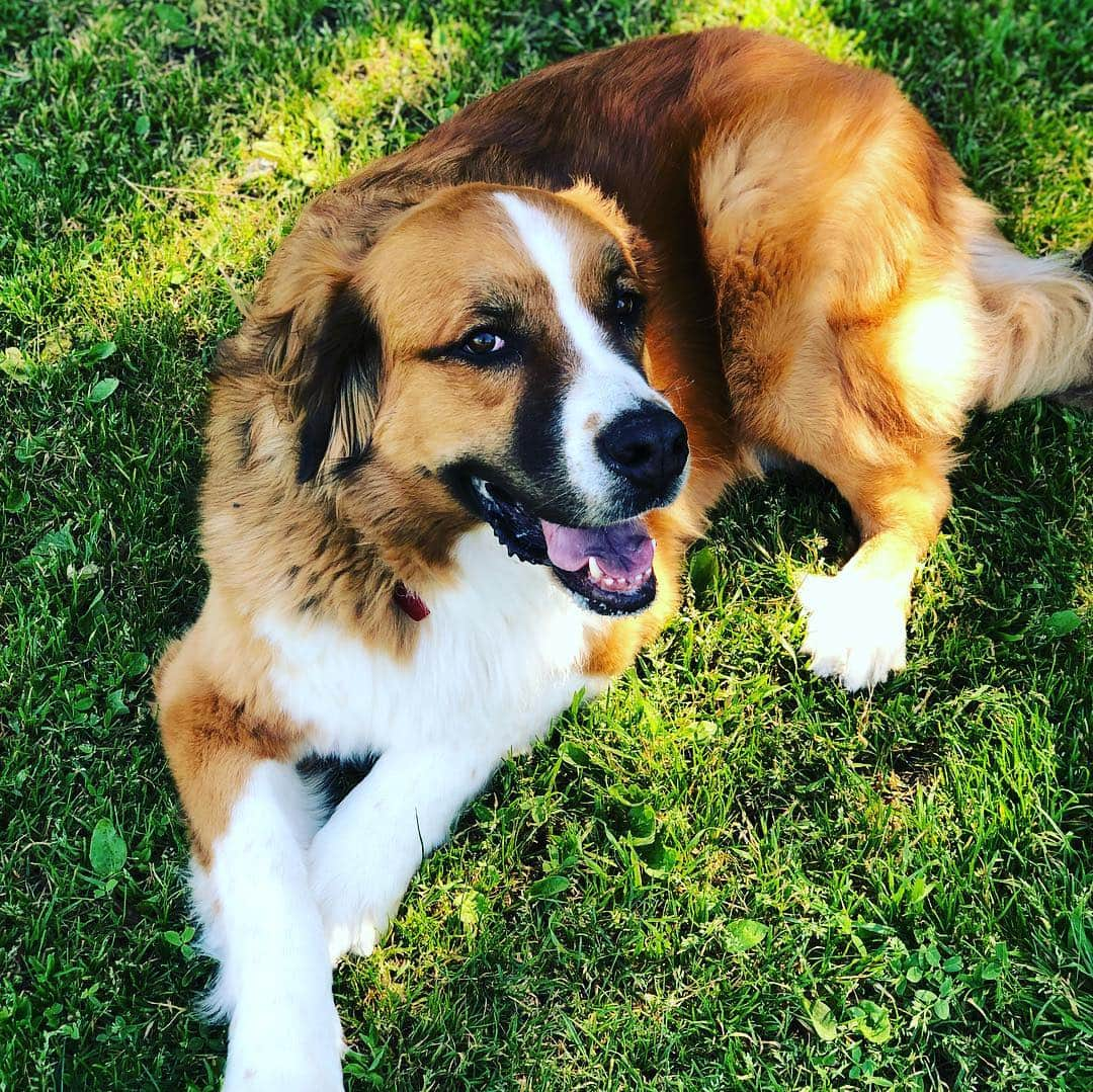 クリス・クニエリムさんのインスタグラム写真 - (クリス・クニエリムInstagram)「Dogs had a great time at the dog park! #stbernese」3月18日 4時31分 - chris_knierim