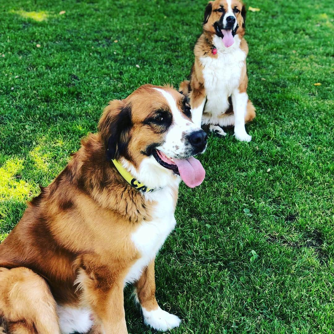 クリス・クニエリムさんのインスタグラム写真 - (クリス・クニエリムInstagram)「Dogs had a great time at the dog park! #stbernese」3月18日 4時31分 - chris_knierim