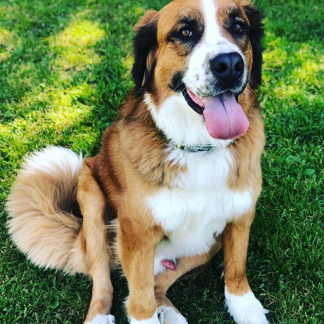 クリス・クニエリムさんのインスタグラム写真 - (クリス・クニエリムInstagram)「Dogs had a great time at the dog park! #stbernese」3月18日 4時31分 - chris_knierim