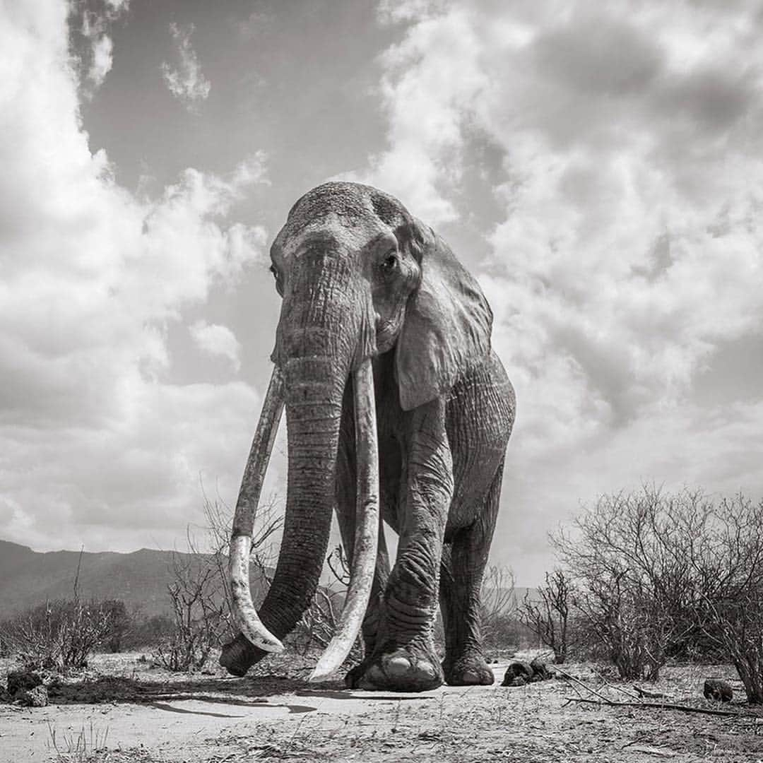 CNNさんのインスタグラム写真 - (CNNInstagram)「Known as the “big tusker,” these stunning photos 🐘 capture a rare “Elephant Queen” in Kenya. Roaming Kenya’s Tsavo National Park, she’s a unique and extraordinary sight – it’s estimated that fewer than 30 of these animals still exist in Africa. British photographer @willbl made this series of photos for his book “Land of Giants,” which will raise awareness and funds for conservation efforts. (📸: Will Burrard-Lucas)」3月18日 4時44分 - cnn