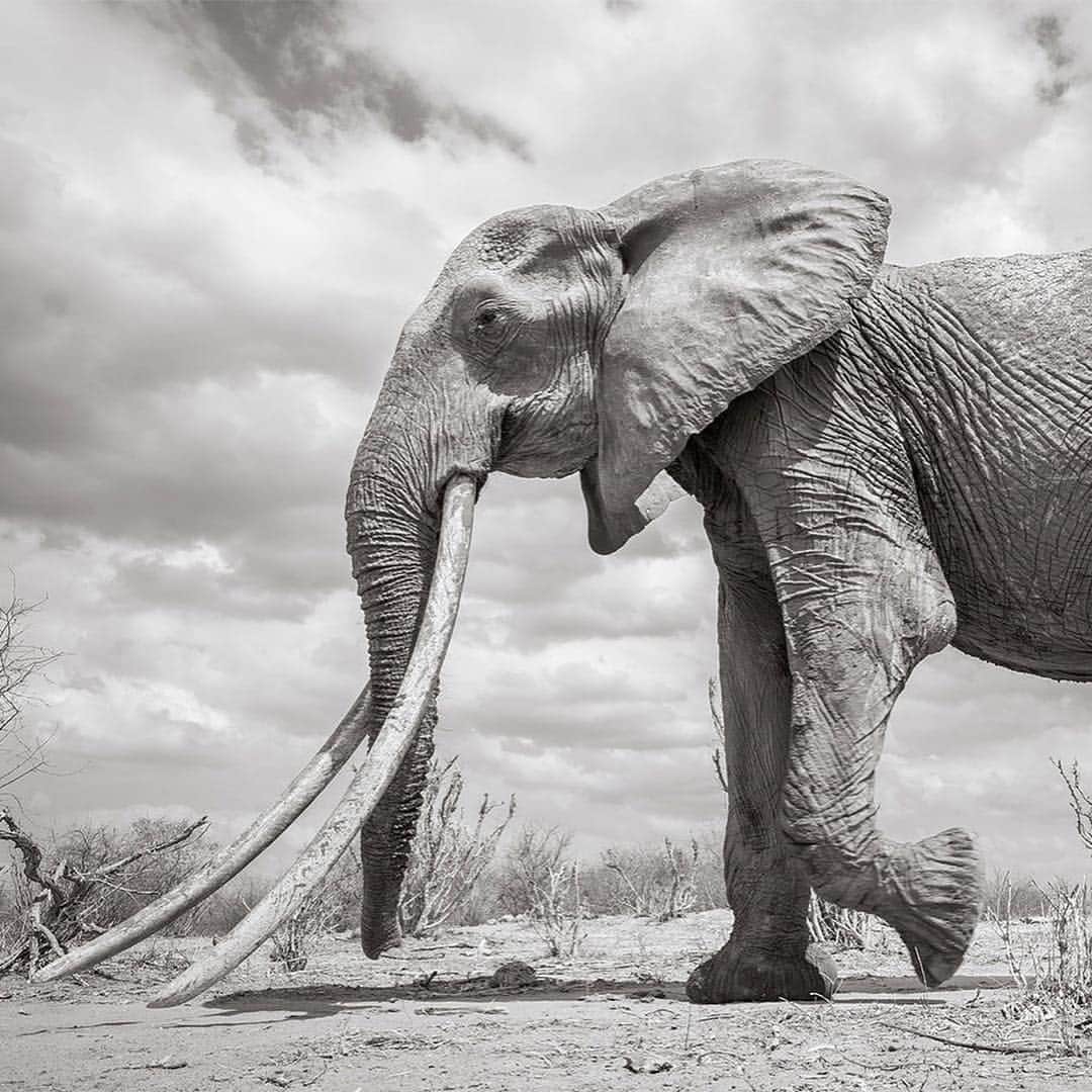 CNNさんのインスタグラム写真 - (CNNInstagram)「Known as the “big tusker,” these stunning photos 🐘 capture a rare “Elephant Queen” in Kenya. Roaming Kenya’s Tsavo National Park, she’s a unique and extraordinary sight – it’s estimated that fewer than 30 of these animals still exist in Africa. British photographer @willbl made this series of photos for his book “Land of Giants,” which will raise awareness and funds for conservation efforts. (📸: Will Burrard-Lucas)」3月18日 4時44分 - cnn