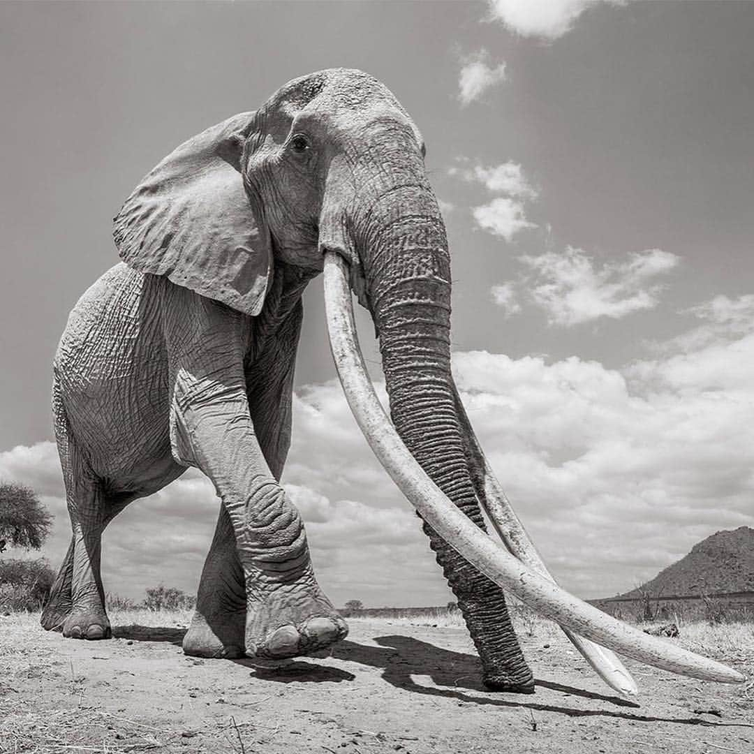 CNNさんのインスタグラム写真 - (CNNInstagram)「Known as the “big tusker,” these stunning photos 🐘 capture a rare “Elephant Queen” in Kenya. Roaming Kenya’s Tsavo National Park, she’s a unique and extraordinary sight – it’s estimated that fewer than 30 of these animals still exist in Africa. British photographer @willbl made this series of photos for his book “Land of Giants,” which will raise awareness and funds for conservation efforts. (📸: Will Burrard-Lucas)」3月18日 4時44分 - cnn