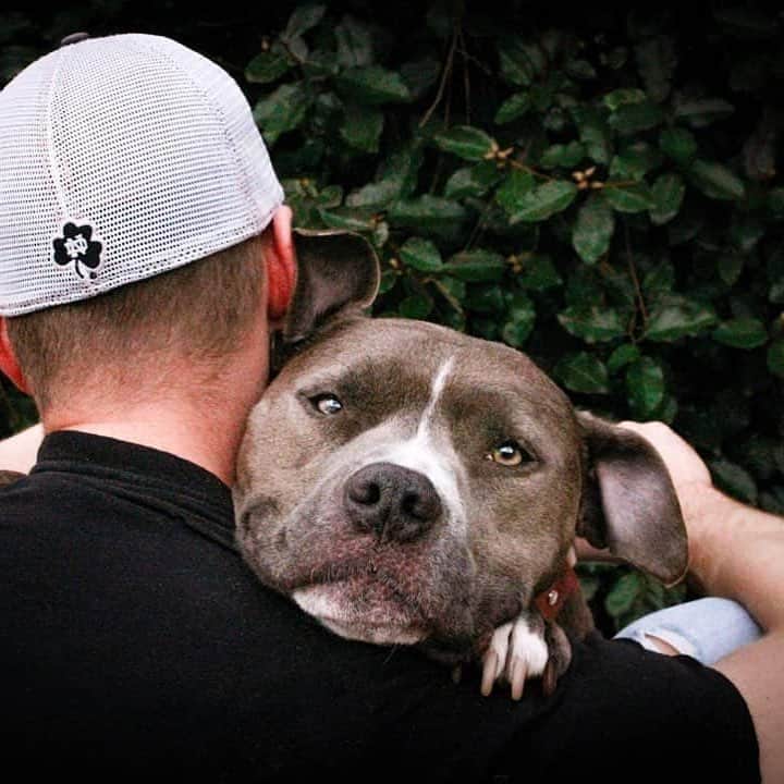 のインスタグラム：「“Best friends are hard to find because the very best one is already mine 💙” writes  @love.a.bull_diesel  #dogsofinstagram」