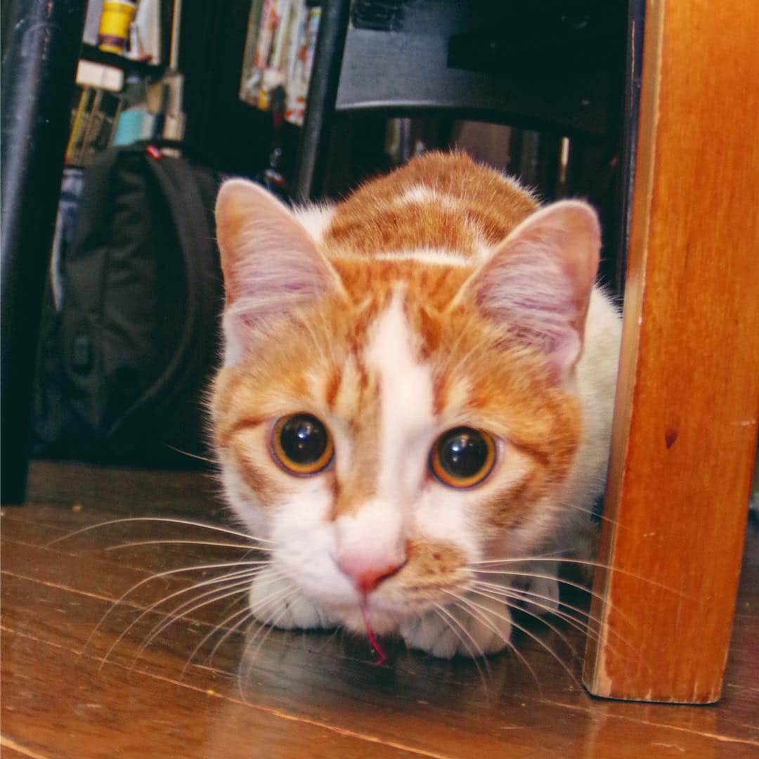 Kachimo Yoshimatsuさんのインスタグラム写真 - (Kachimo YoshimatsuInstagram)「まん丸目！ #uchinonekora #oinari #neko #cat #catstagram #kachimo #猫 #ねこ #うちの猫ら http://kachimo.exblog.jp」3月18日 14時32分 - kachimo