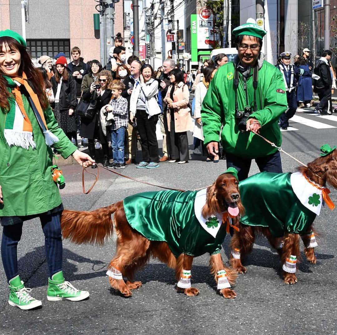 The Japan Timesさんのインスタグラム写真 - (The Japan TimesInstagram)「On March 15, 1992, a small contingent of Irish and Japanese kicked off a St. Patrick’s Day parade in Tokyo, and the green wave has been growing strong each year.  In an interview with The Japan Times, Hideki Mimura, a 10th-generation potato farmer from Kanagawa Prefecture who has been involved in the management of every parade in Japan., says they were held in 14 prefectures this year and his goal is to get them into all 47. The parade down Omotesando-dori on Sunday, the largest St. Patrick’s Day parade in Asia, featured a U2 tribute group, a Brazilian samba troupe and more leprechauns than you can shake a stick at. (📷: @miura.yoshiaki) See bio link for full story. . . . . . #StPatricksDay #StPatricks #Ireland #Irish #Japan #StPatricks2019」3月18日 14時44分 - thejapantimes