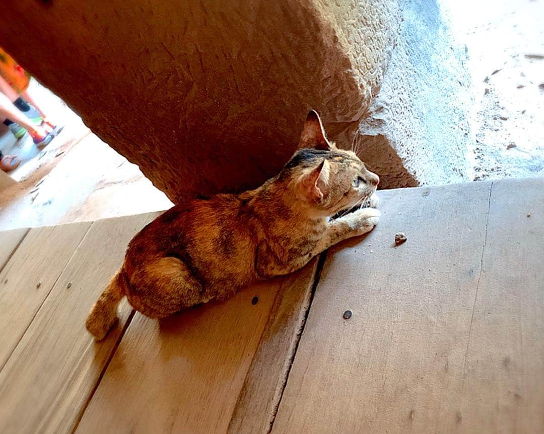 百合華さんのインスタグラム写真 - (百合華Instagram)「遺跡の中で猫ちゃん発見😍  自然がいっぱいのシェムリアップでは様々な野生の動物さん達が穏やかに人間と共存しております🎶  #cambodia  #siemreap  #worldheritage  #世界遺産  #神秘的  #mysterious  #天空の城ラピュタ  #taprohm  #wildanimals  #野生動物 #共存」3月18日 14時50分 - yurika.lovelily