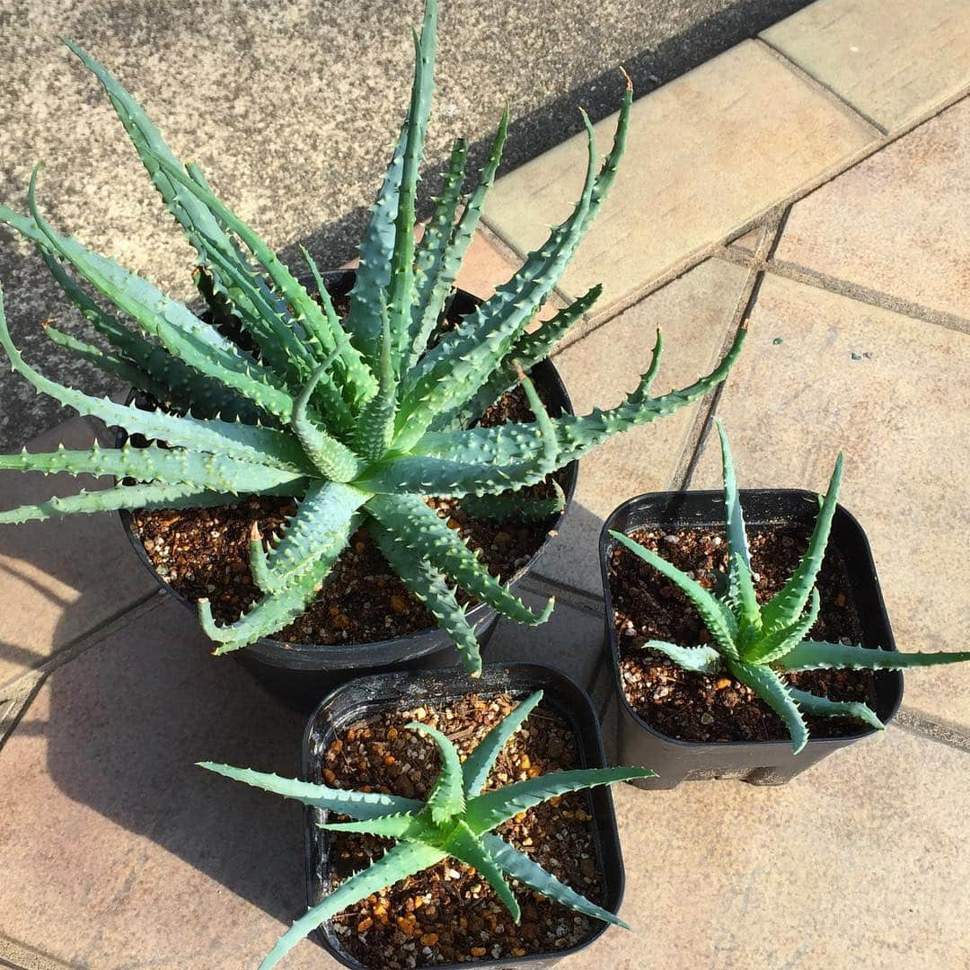 彩住宅のインスタグラム：「帝王錦ジュニア達。 ・ ・ ・ #アロエ#ハミリス#帝王錦#多肉植物#aloe#succulents」