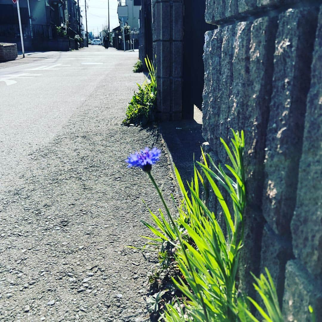 宙也さんのインスタグラム写真 - (宙也Instagram)「春。」3月18日 15時26分 - chuya_aquarius