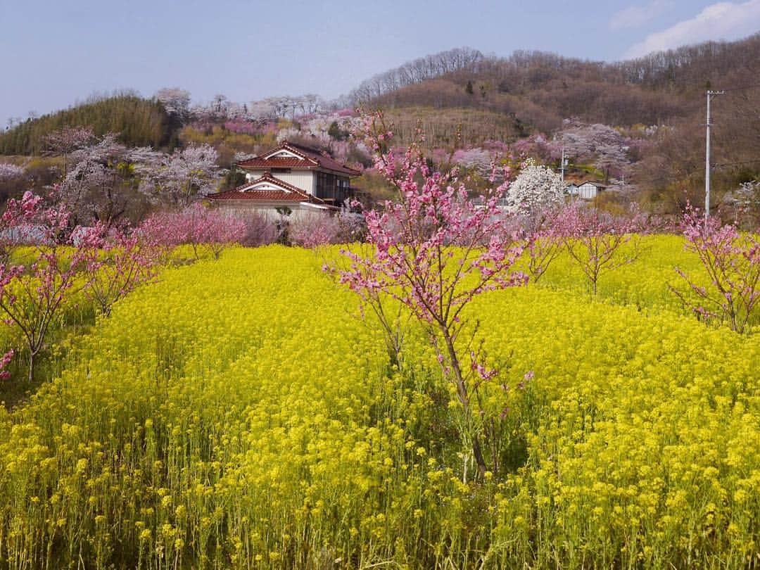 Rediscover Fukushimaさんのインスタグラム写真 - (Rediscover FukushimaInstagram)「I love the scenery that surrounds you when you visit Hanamiyama in Spring 💕🌸」3月18日 15時37分 - rediscoverfukushima