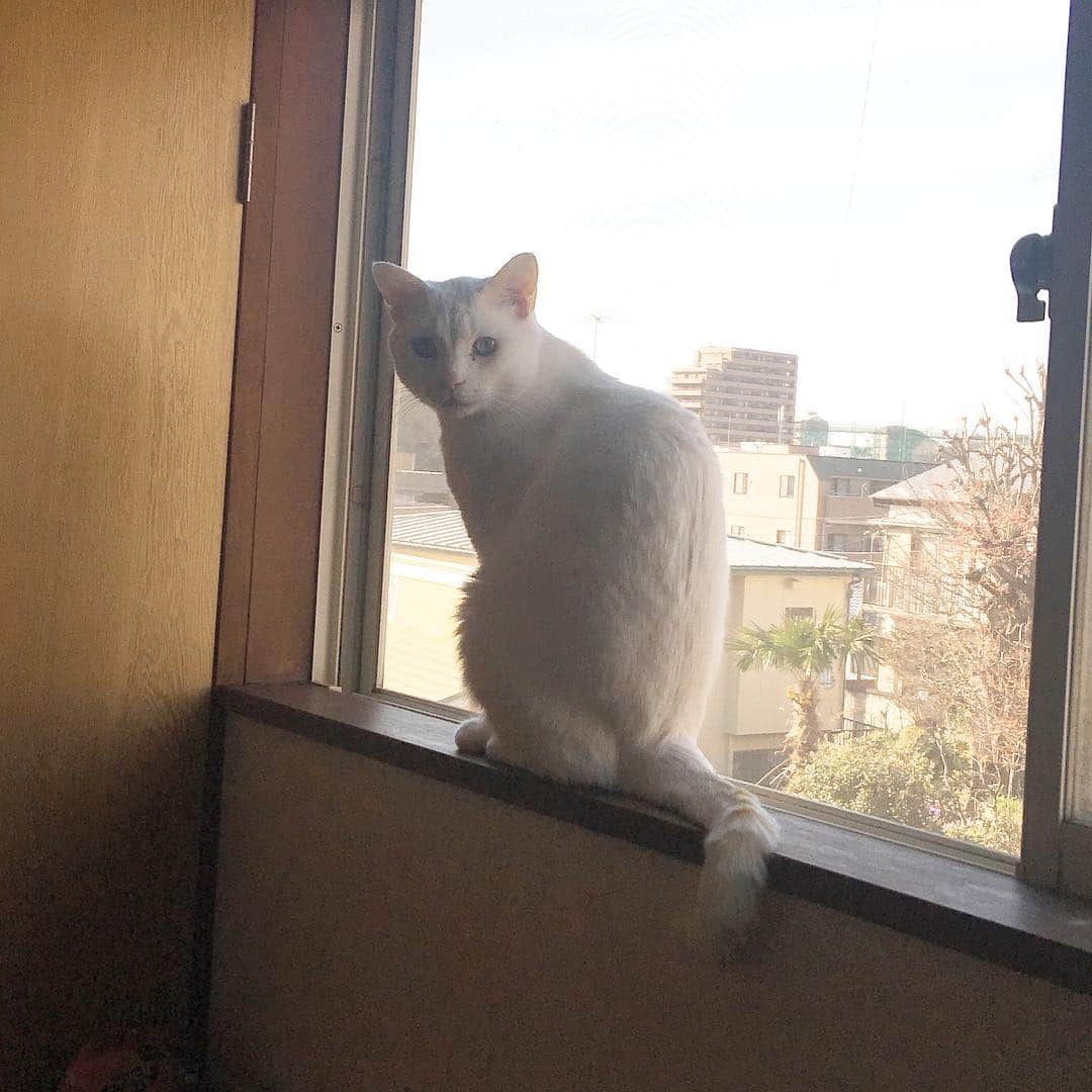 のインスタグラム：「春だわね #kurohakuchai #cat #whitecat #猫 #白猫」