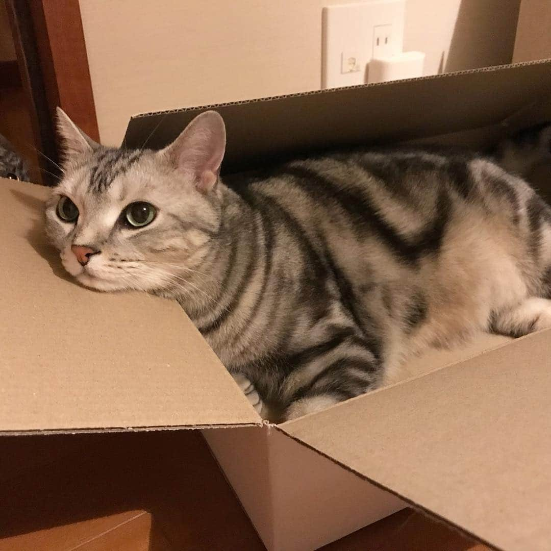 Alain アランさんのインスタグラム写真 - (Alain アランInstagram)「Good morning! Bonjour! Cat loves box 📦. So comfy. * おはようございますにゃん！ 猫ってやつは、箱が好きなものにゃよ。 落ち着くわー。 * #catstagram #cat_features  #topcatphoto #cutepetclub #catsofinstagram #ig_catclub #cats_of_world #meowsandwoofs #meowvswoof#nc_cuties #excellent_cats #catstocker  #bestmeow #magnificenteowdels#bestcats_oftheworld#INSTACAT_MEOWS #peco #スタペグラム#ペピ友#animalsco#mofmo#igersjp#みんねこ#ふわもこ部#ペコねこ部 #アメショー#ビューティープロコンテスト #ねこにすとパネル希望」3月18日 7時03分 - alain_cat