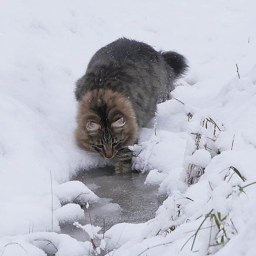 Cute Pets Dogs Catsさんのインスタグラム写真 - (Cute Pets Dogs CatsInstagram)「Epic shot. 😎 Swipe 👉 to see all Support us with a ❤️ 📩 Submit your cat’s photo to our contest email (below BIO) to be featured! ❤️ Notification ON 💙 From: @sampycat #kittens_of_world and follow us to be featured 😸 #kitty #cats #kitten #kittens #kedi #katze #แมว #猫 #ねこ #ネコ #貓 #고양이 #Кот #котэ #котик #кошка #cat #cats #catofinstagram #catoftheday #catlover #catsagram #catlovers #cat_features #catlady #catlife #catlove #catsgram #cutecat」3月18日 7時21分 - dailycatclub