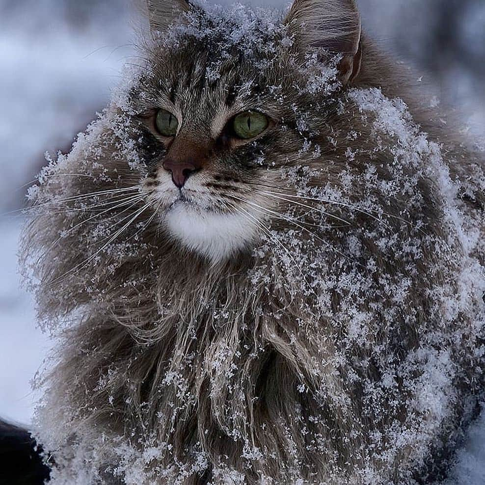 Cute Pets Dogs Catsさんのインスタグラム写真 - (Cute Pets Dogs CatsInstagram)「Epic shot. 😎 Swipe 👉 to see all Support us with a ❤️ 📩 Submit your cat’s photo to our contest email (below BIO) to be featured! ❤️ Notification ON 💙 From: @sampycat #kittens_of_world and follow us to be featured 😸 #kitty #cats #kitten #kittens #kedi #katze #แมว #猫 #ねこ #ネコ #貓 #고양이 #Кот #котэ #котик #кошка #cat #cats #catofinstagram #catoftheday #catlover #catsagram #catlovers #cat_features #catlady #catlife #catlove #catsgram #cutecat」3月18日 7時21分 - dailycatclub