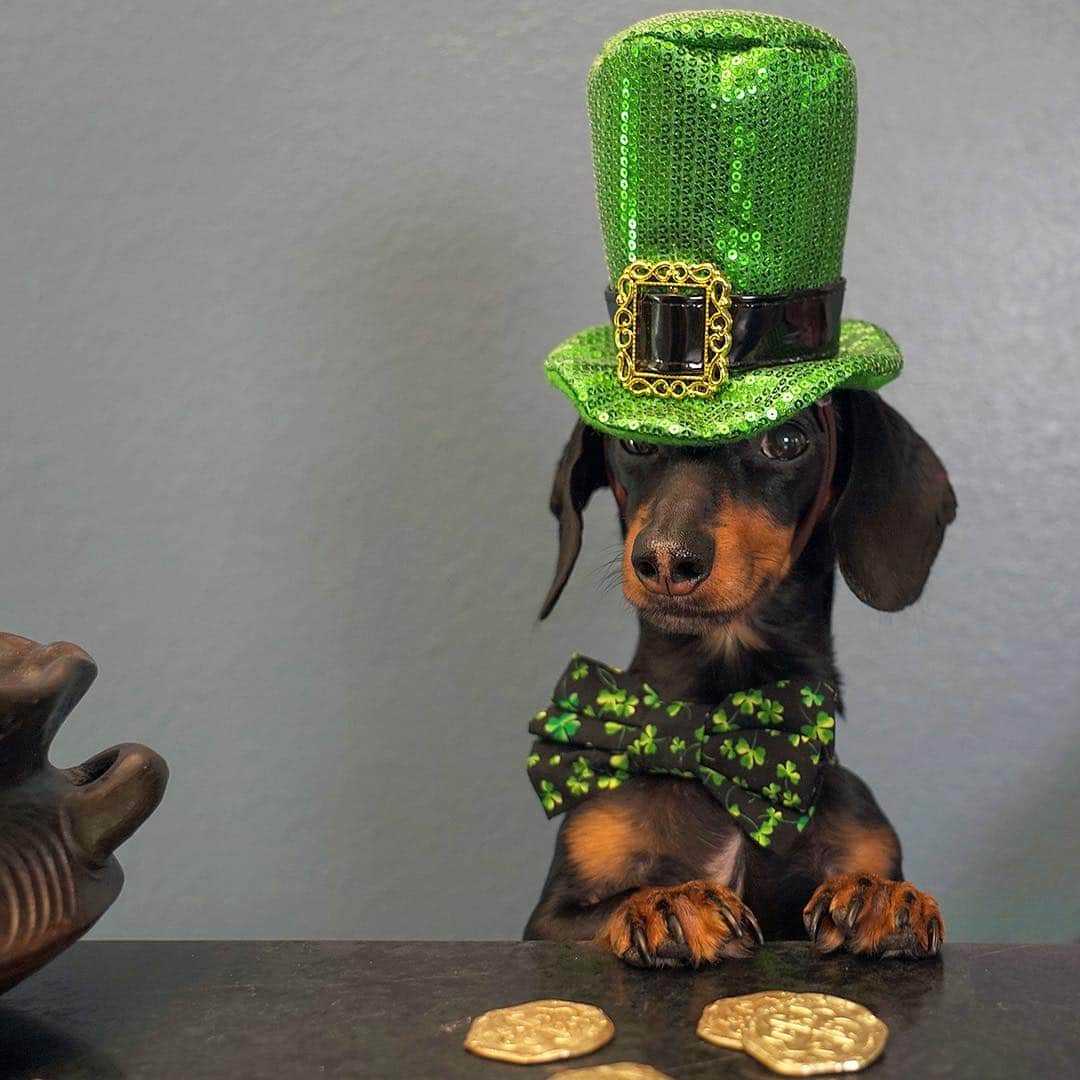 Crusoe the Celebrity Dachshundさんのインスタグラム写真 - (Crusoe the Celebrity DachshundInstagram)「“Found me some gold.. Anyone want to trade for some cookies?! Happy St. Paddy’s!” ~ Crusoe」3月18日 7時33分 - crusoe_dachshund