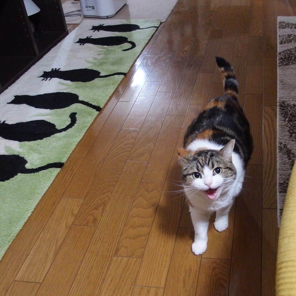 のインスタグラム：「Good morning!! ☀️おはギー‼︎ *  来たよー *  #彼岸入り #ギーギー #neko#cat#猫#ネコ#ねこ#スコティッシュフォールド#まんじゅう部#scottishfold#catsofinstagram #cats_of_instagram#cats_lover」