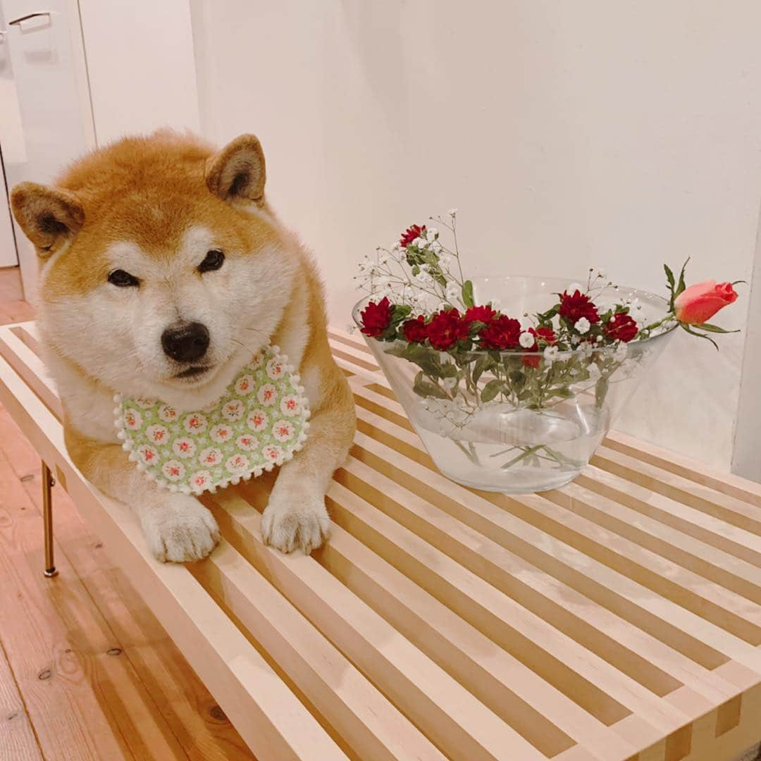 柴犬 たろさんのインスタグラム写真 - (柴犬 たろInstagram)「お花いりませんか🌸 お花屋タロちゃんですよ〜🐻💕 ちょっと昼寝して🐖💕⸜🌷︎⸝‍ また仕事すっかな🌸 … ポストに届く可愛いお花🌷🌸🌺 #medelu さんから届きました @medelu_official 可愛いお花は癒しだワン ❁⃘ ❁⃘ #食べてないよ品質チェックだよ #shibainu #柴犬 #japanesedog」3月18日 8時20分 - tarochantarochan