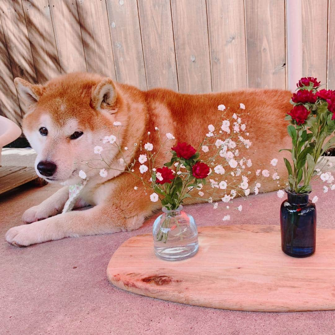 柴犬 たろさんのインスタグラム写真 - (柴犬 たろInstagram)「お花いりませんか🌸 お花屋タロちゃんですよ〜🐻💕 ちょっと昼寝して🐖💕⸜🌷︎⸝‍ また仕事すっかな🌸 … ポストに届く可愛いお花🌷🌸🌺 #medelu さんから届きました @medelu_official 可愛いお花は癒しだワン ❁⃘ ❁⃘ #食べてないよ品質チェックだよ #shibainu #柴犬 #japanesedog」3月18日 8時20分 - tarochantarochan