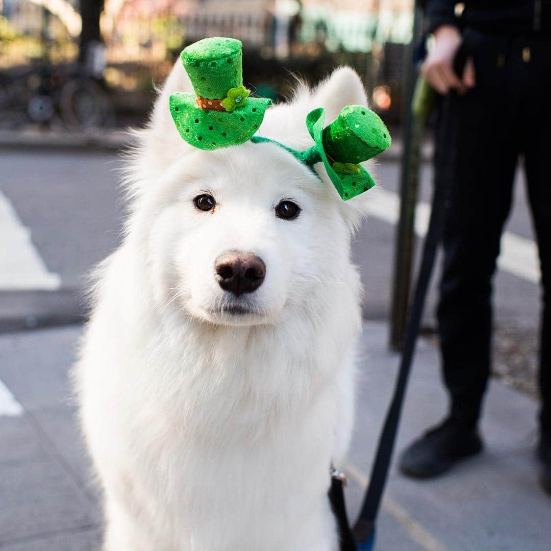 The Dogistさんのインスタグラム写真 - (The DogistInstagram)「Polo, Samoyed (5 y/o), Sheridan Square, New York, NY • “She loves to try and kill birds. She’ll wait under trees for them.”」3月18日 8時29分 - thedogist